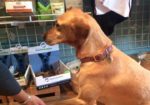 Mountain Tails Pet Store - Crested Butte, CO.