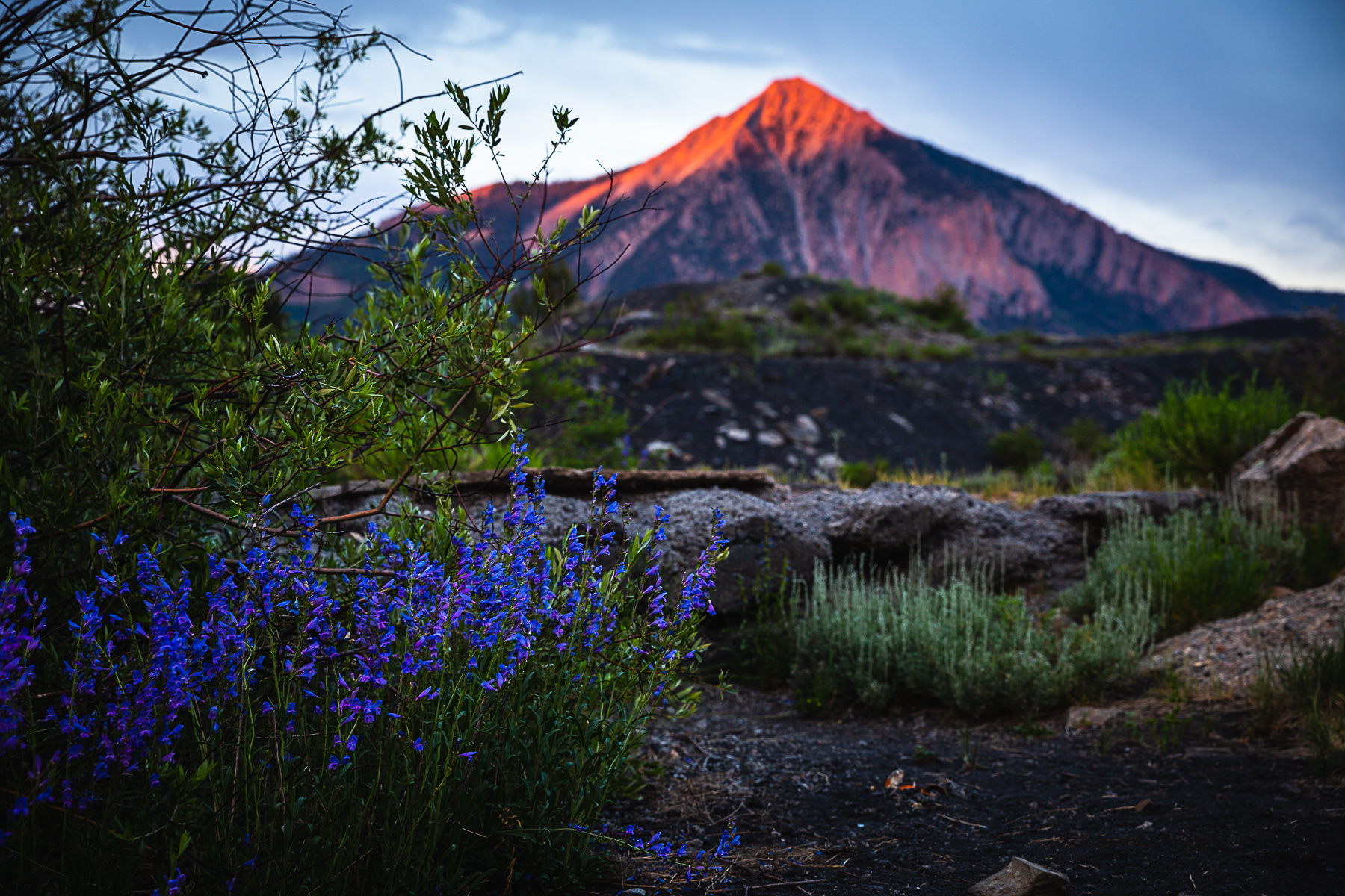Crested Butte Wildflower Festival. Photo: Lydia Stern - Mountain Magic Media