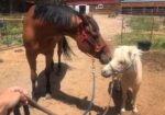 Lost Miner Ranch & Equestrian Center - Gunnison Colorado