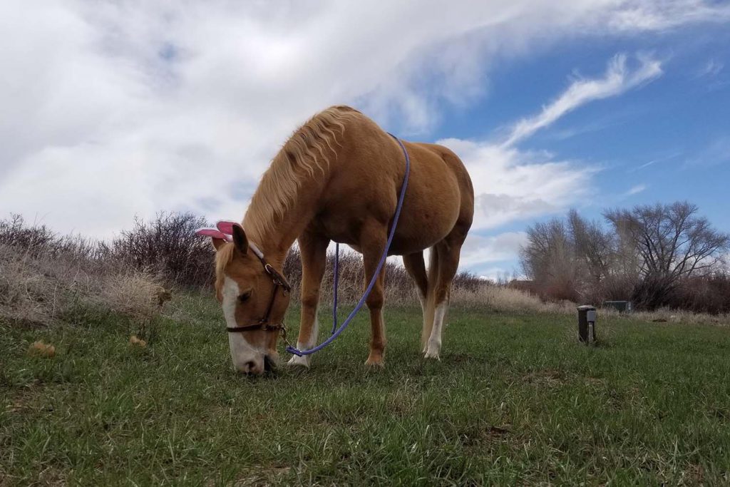 Lost Miner Ranch & Equestrian Center - Gunnison Colorado