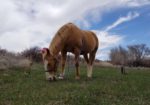 Lost Miner Ranch & Equestrian Center - Gunnison Colorado