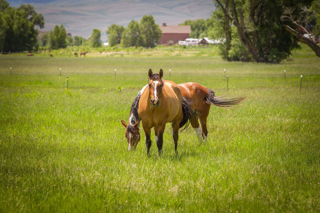 Lost Miner Ranch & Equestrian Center - Gunnison Colorado