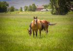 Lost Miner Ranch & Equestrian Center - Gunnison Colorado