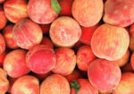 Crested Butte Farmers Market