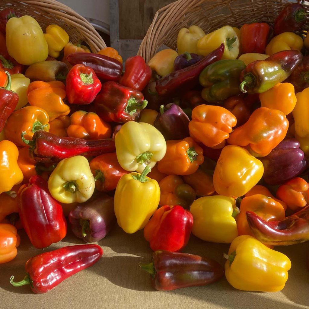 Crested Butte Farmer's Market