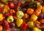 Crested Butte Farmer's Market