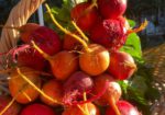 Crested Butte Farmer's Market