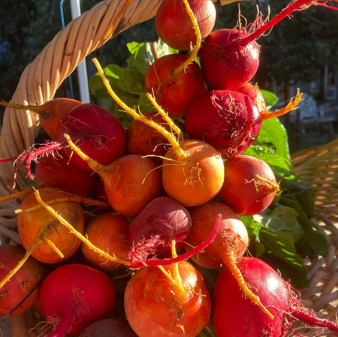 Crested Butte Farmer's Market
