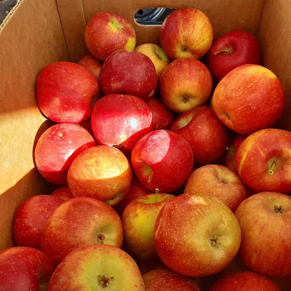 Gunnison Farmer's Market