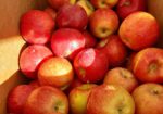 Gunnison Farmer's Market