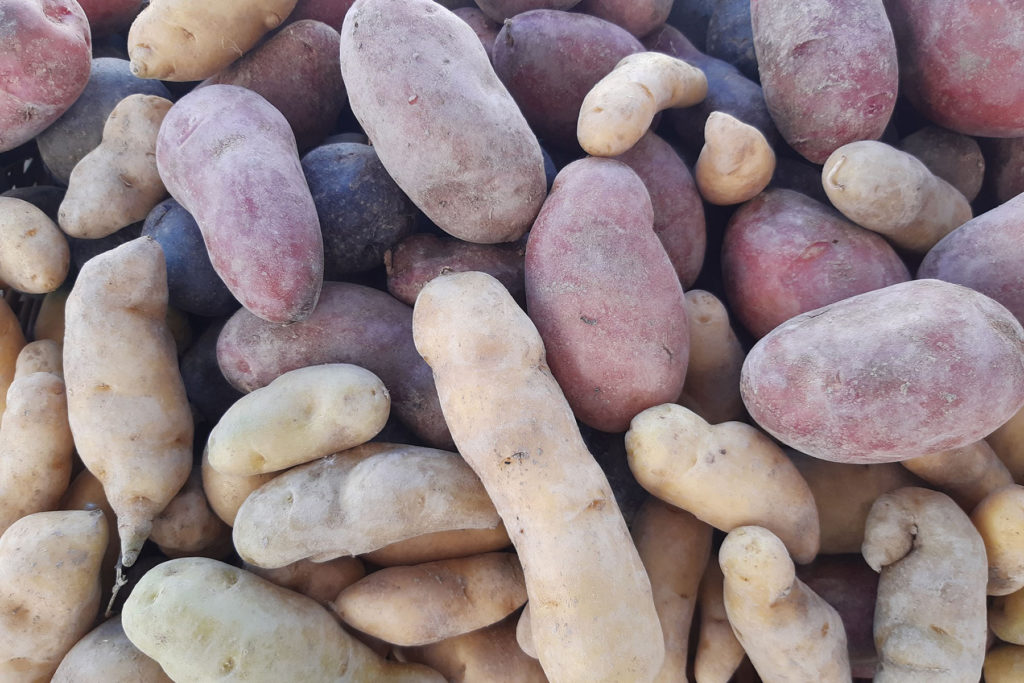 Gunnison Farmer's Market