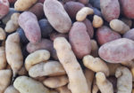 Gunnison Farmer's Market