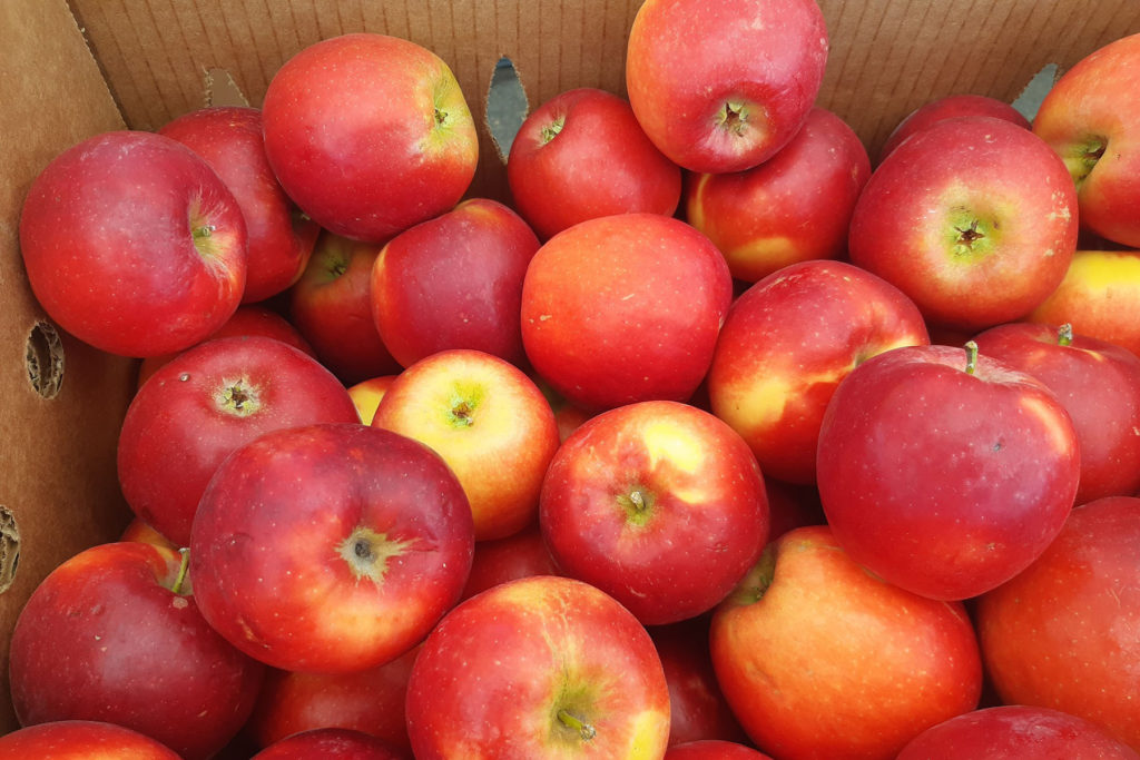 Gunnison Farmer's Market