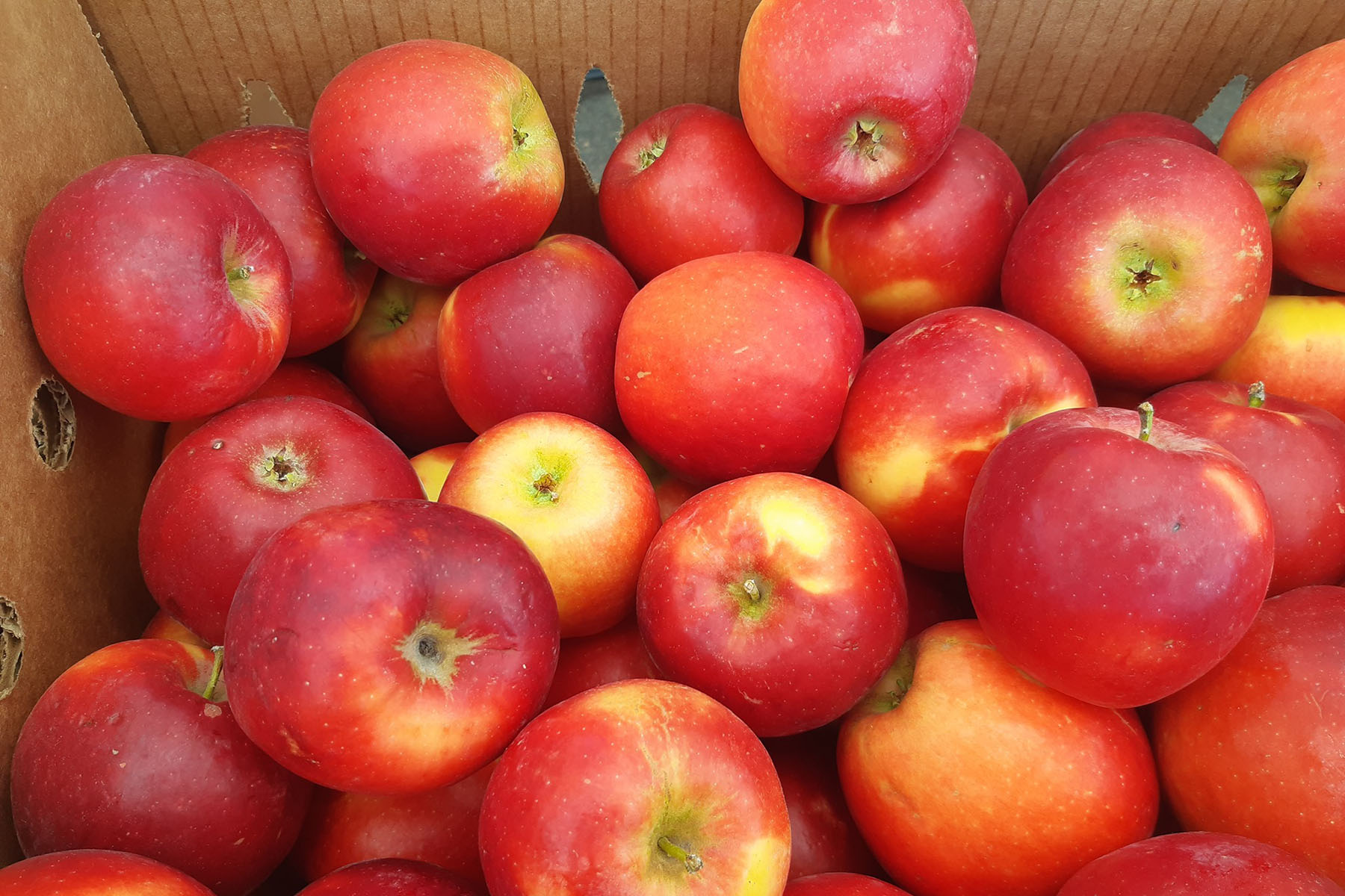 Gunnison Farmer's Market