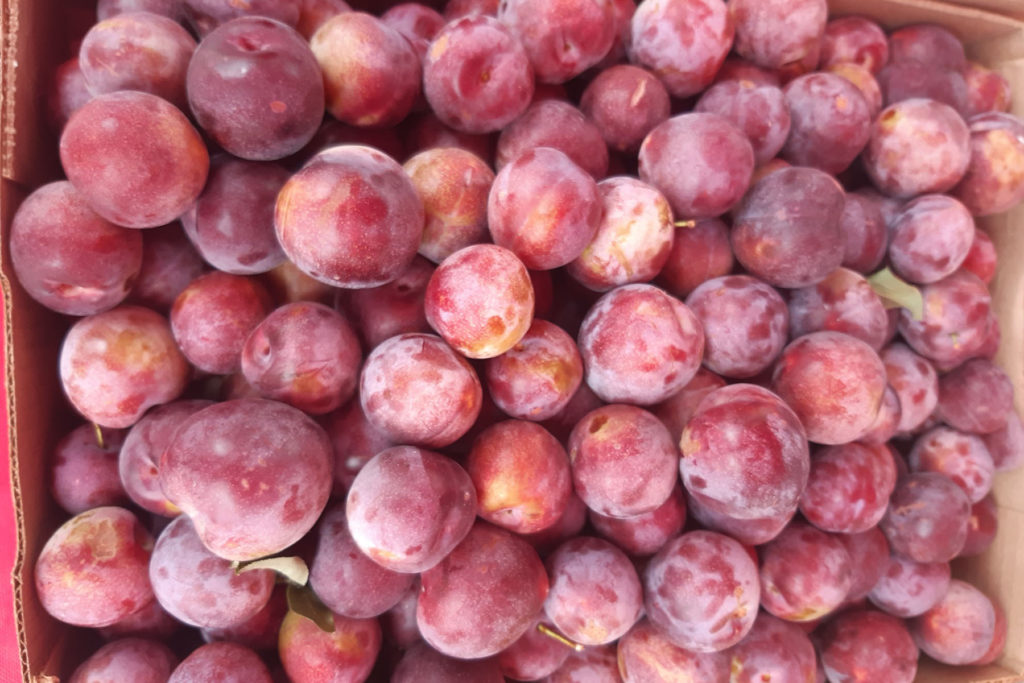 Gunnison Farmer's Market