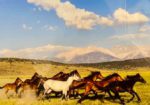 Paragon Art Gallery - Crested Butte, Colorado