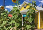 Rock and Roll Sports - Gunnison Colorado