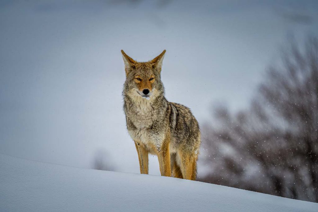 High Country Conservation Advocates - Crested Butte, Colorado