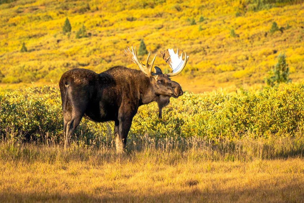 High Country Conservation Advocates - Crested Butte, Colorado