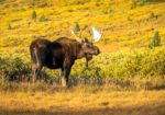 High Country Conservation Advocates - Crested Butte, Colorado