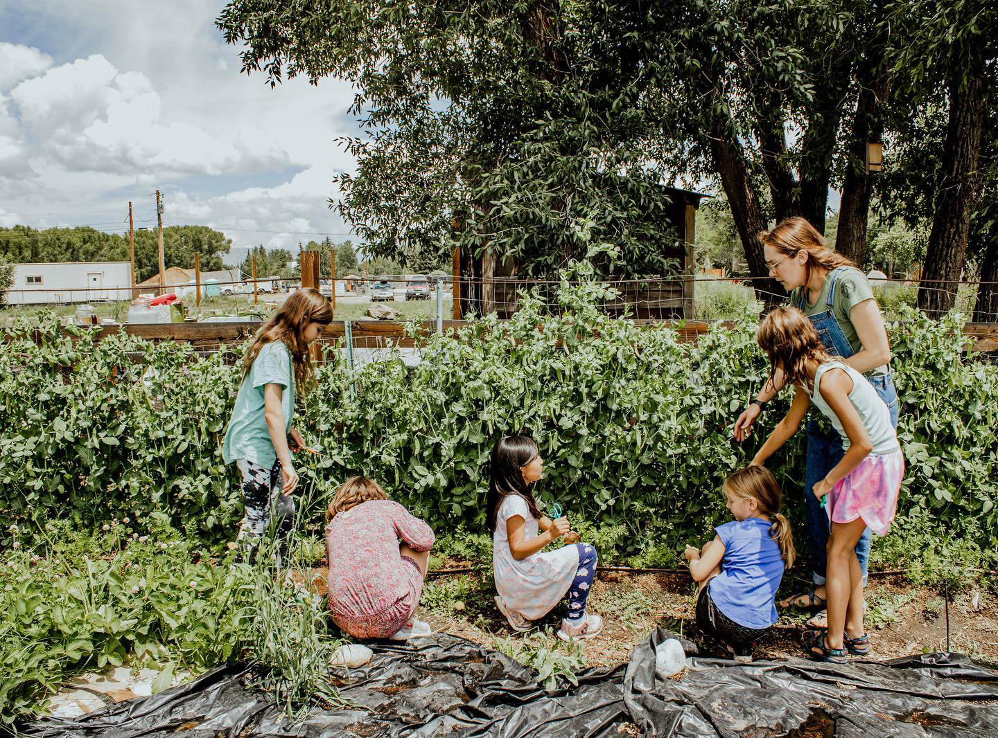 Mountain Roots Food Project - Gunnison Crested Butte Colorado
