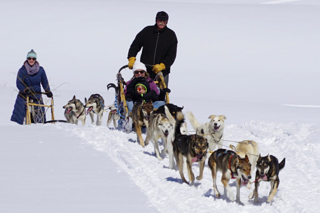 Cosmic Cruiser Sled Dog Tours - Crested Butte Colorado