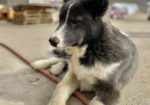 Cosmic Cruiser Sled Dog Tours - Crested Butte Colorado