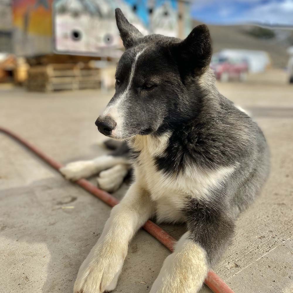 Cosmic Cruiser Sled Dog Tours - Crested Butte Colorado