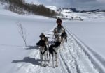 Cosmic Cruiser Sled Dog Tours - Crested Butte Colorado
