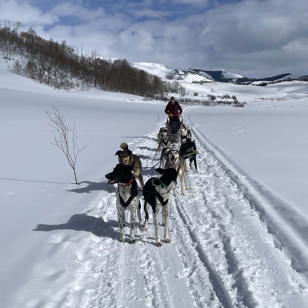 Cosmic Cruiser Sled Dog Tours - Crested Butte Colorado