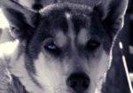Cosmic Cruiser Sled Dog Tours - Crested Butte Colorado