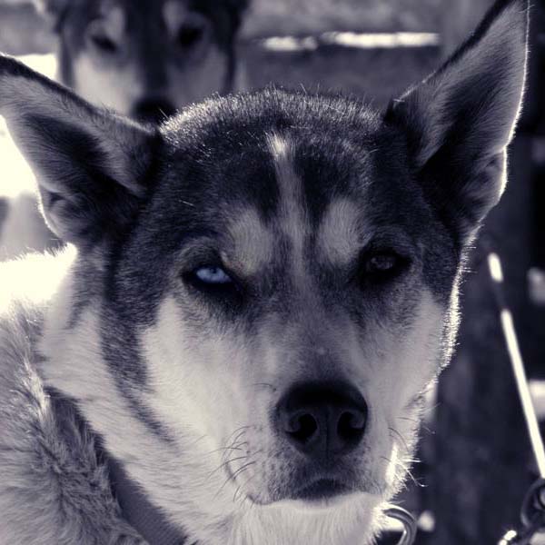 Cosmic Cruiser Sled Dog Tours - Crested Butte Colorado