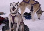 Cosmic Cruiser Sled Dog Tours - Crested Butte Colorado