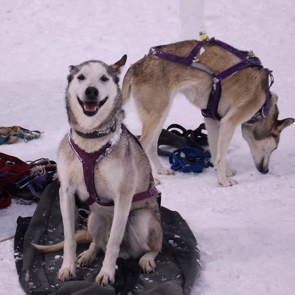 Cosmic Cruiser Sled Dog Tours - Crested Butte Colorado