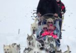 Cosmic Cruiser Sled Dog Tours - Crested Butte Colorado