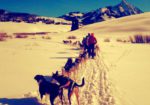 Cosmic Cruiser Sled Dog Tours - Crested Butte Colorado