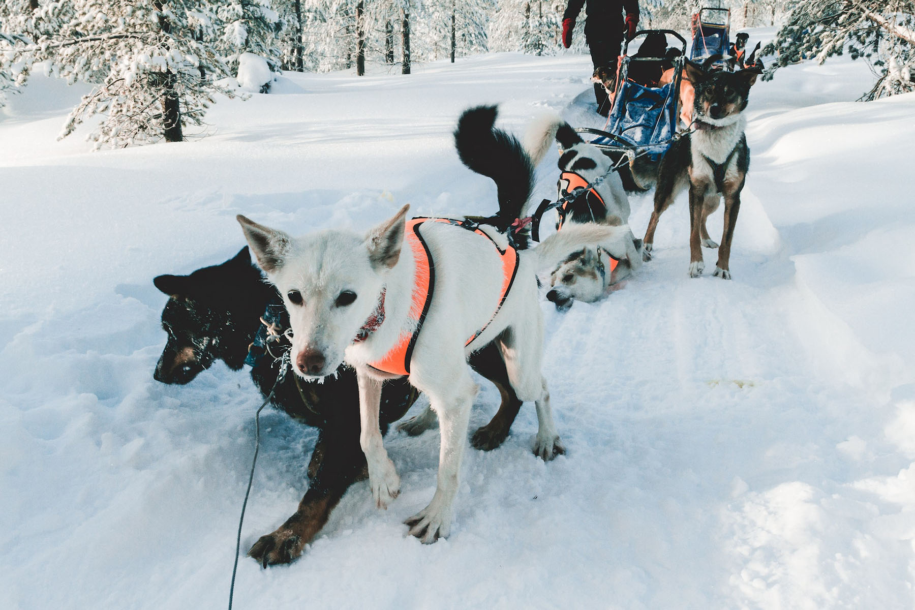 Crested Butte Dog Sledding