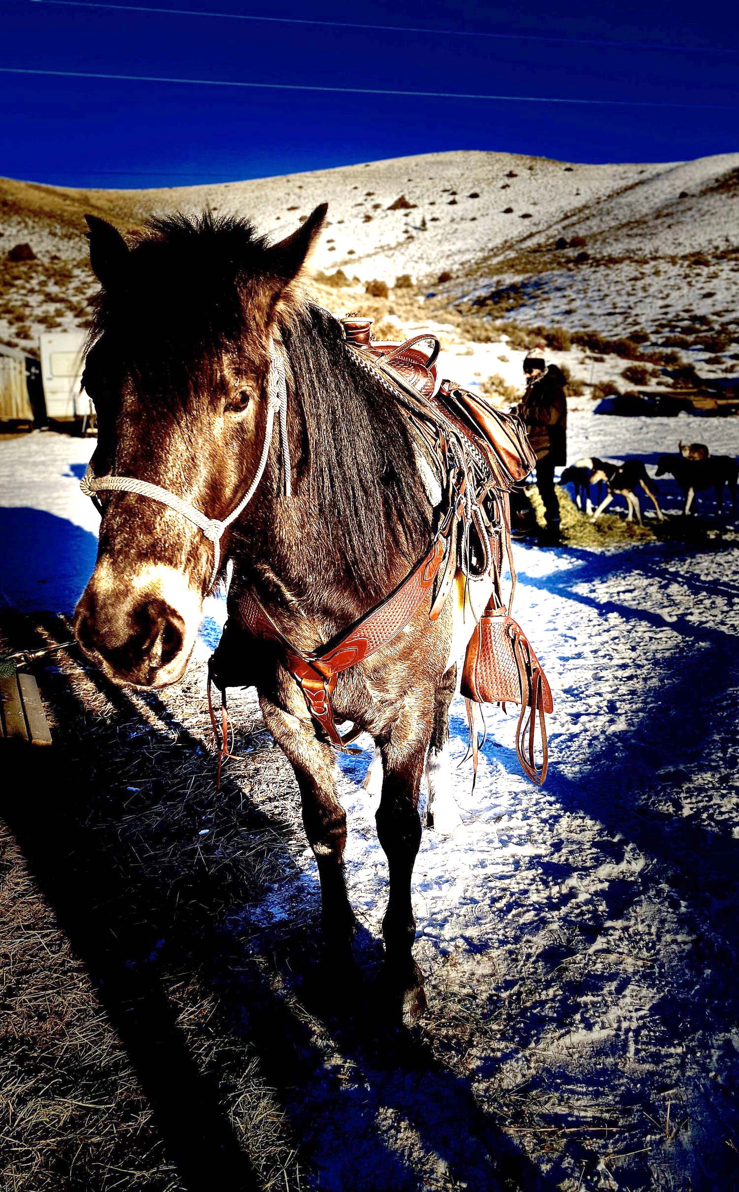Raven Rider Stables - Gunnison Crested Butte Horseback Riding
